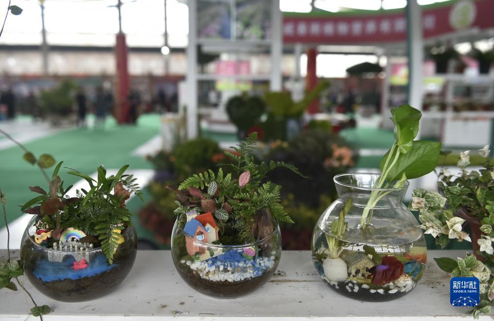 菠菜软件怎么下载